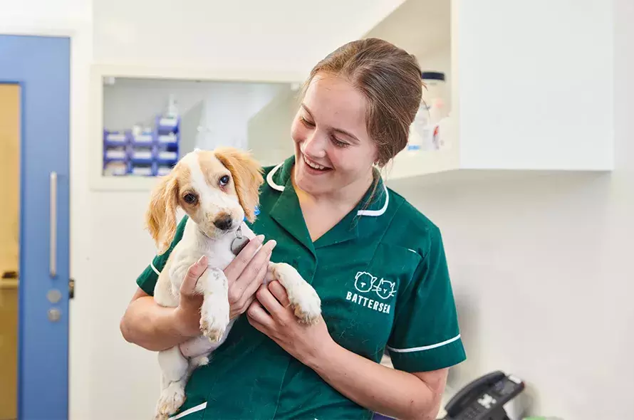 Jobs Battersea Dogs & Cats Home